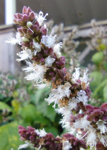 Planta pogostemon pachuli que dá origem ao óleo essencial de patchouli